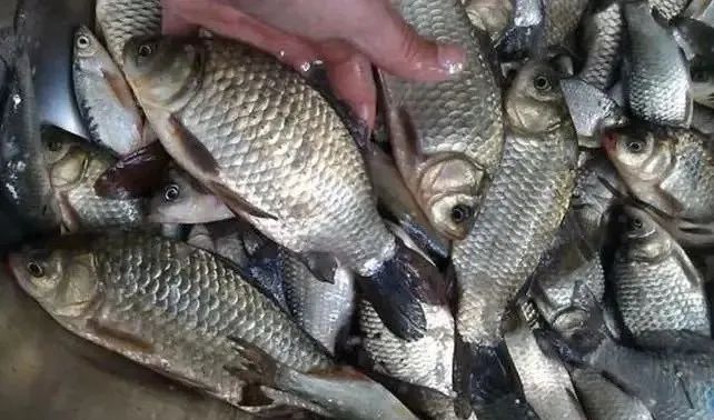 鱼鳃出血是什么病,鱼烂鳃病最佳治疗方法