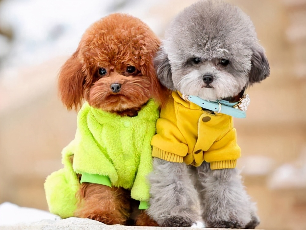 泰迪腹泻,泰迪腹泻和细小的区别