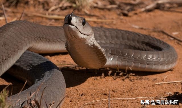 被黑曼巴咬伤真实案件,假如被黑曼巴蛇咬了该咋办