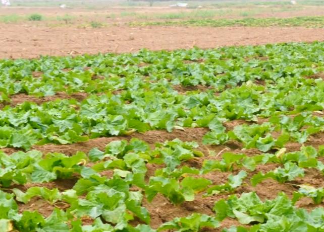 白菜幼苗怎么处理,白菜黄叶小妙招治疗