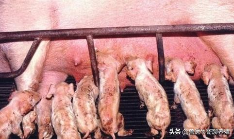 小猪拉肚子最有效的土方法,小猪腹泻最快解决方法