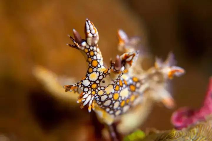 有个岛国，比美马代，比海南便宜，机票500起！