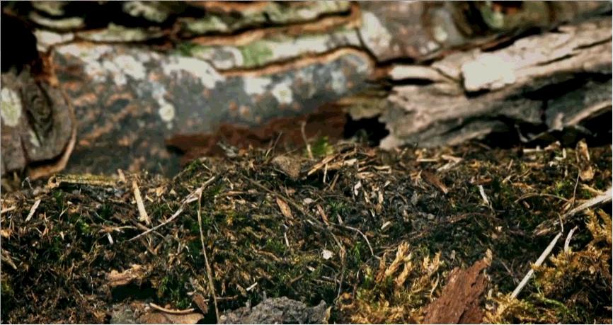 动物侠记：双刀客螳螂，双刀斗遍武林豪杰，却是个怕老婆的主