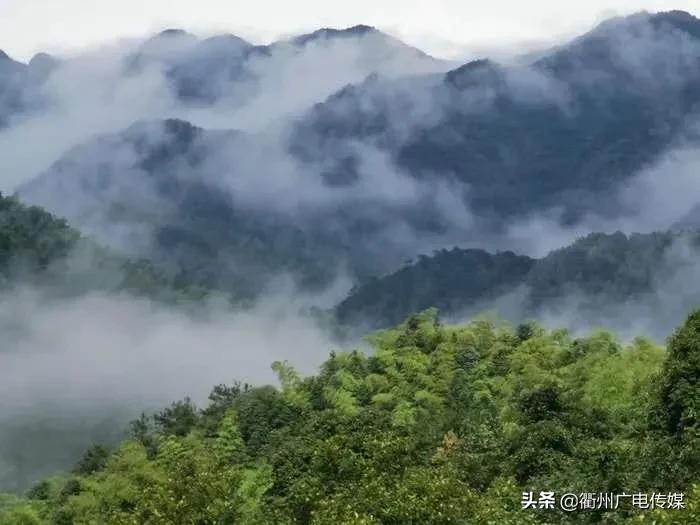 现存最老的古香榧树,大山里的原生态千年香榧树