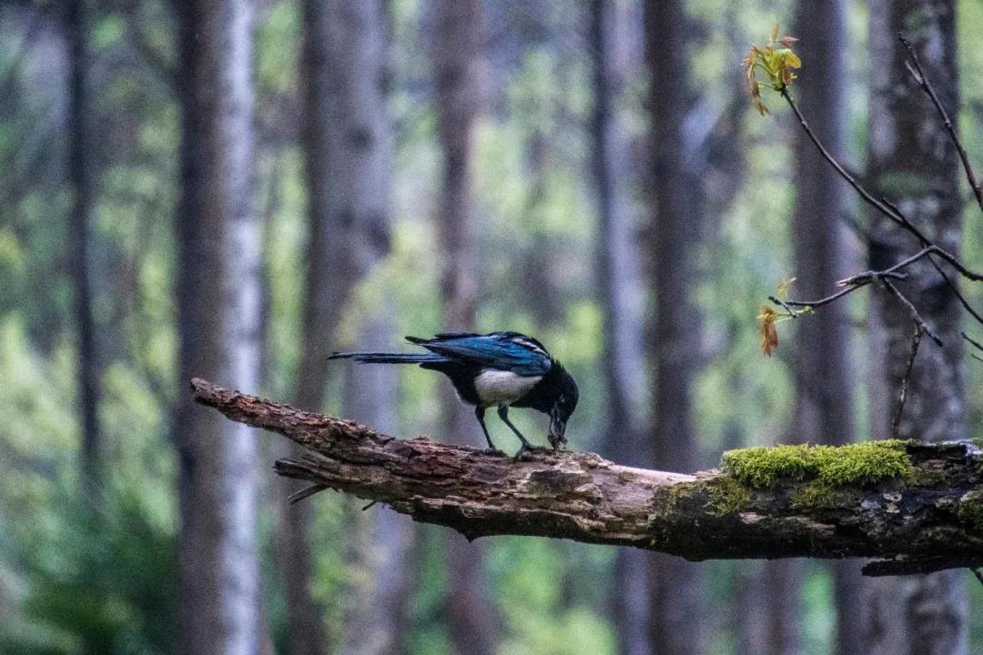 汉中周边踏青的好地方有哪些,汉中乡村游秘境