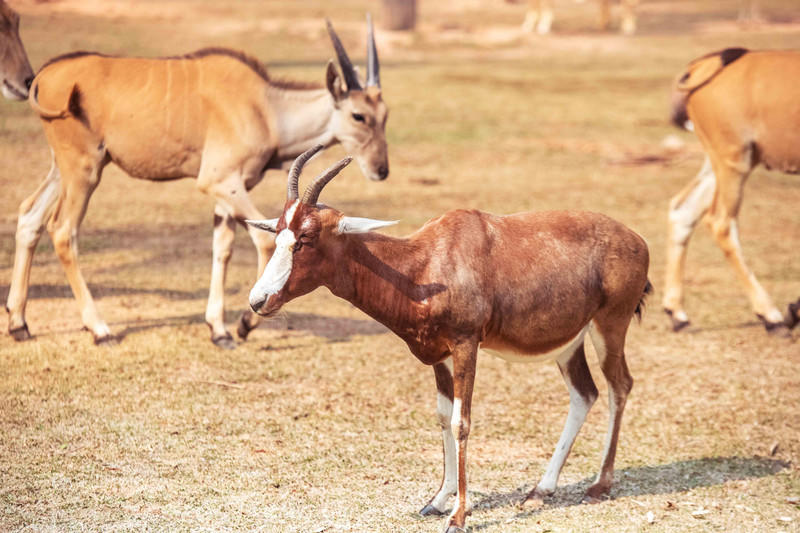 玩转广州长隆野生动物世界之行,广州长隆动物世界游玩攻略图
