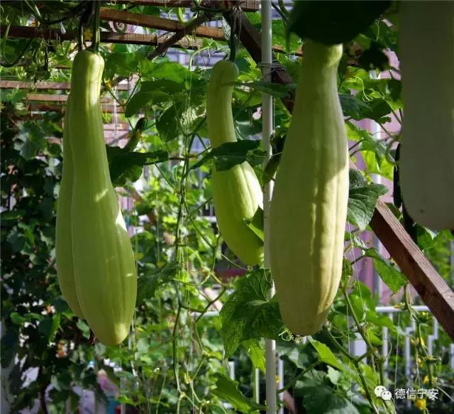 农业农村部、财政部公布！宁安成为首批20个国家现代农业产业园之一