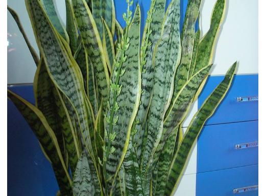 卫生间有异味净化器推荐,卫生间最好除臭物是什么