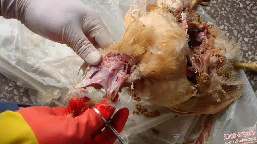 近期鸡病情况,鸡近期高发病
