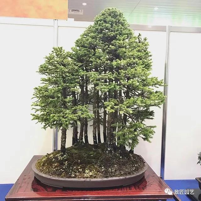 打算做盆景行业怎样入行,想做盆景生意怎么入手