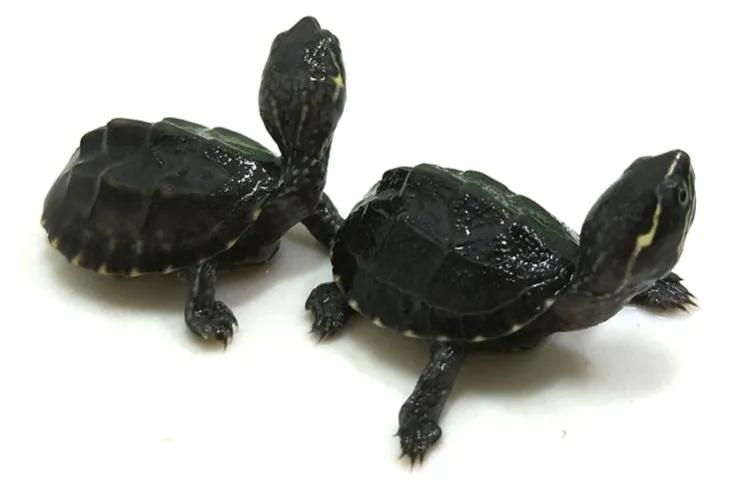 养龟最容易入手的龟,养龟新手要选什么龟