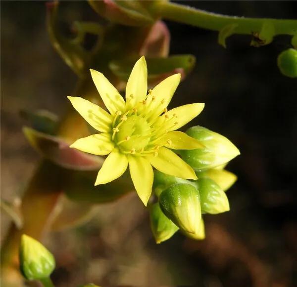 多肉法师韶羞现在能摘心吗,韶羞法师和荷兰玫瑰法师的区别