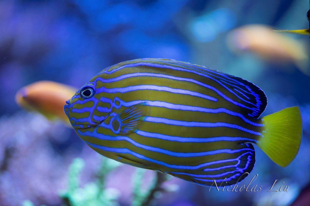 经典海水礁岩生态缸分享，180×120×60厘米三面观赏海缸