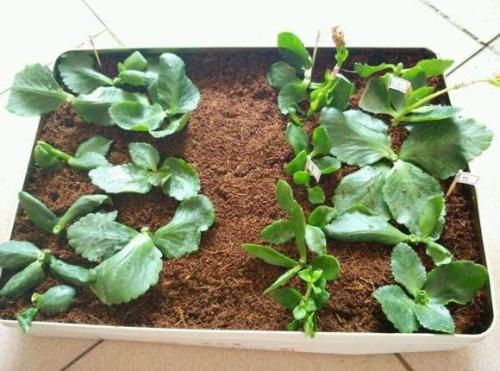 花卉扦插方法教程图解,怎么插一枝花教程简单