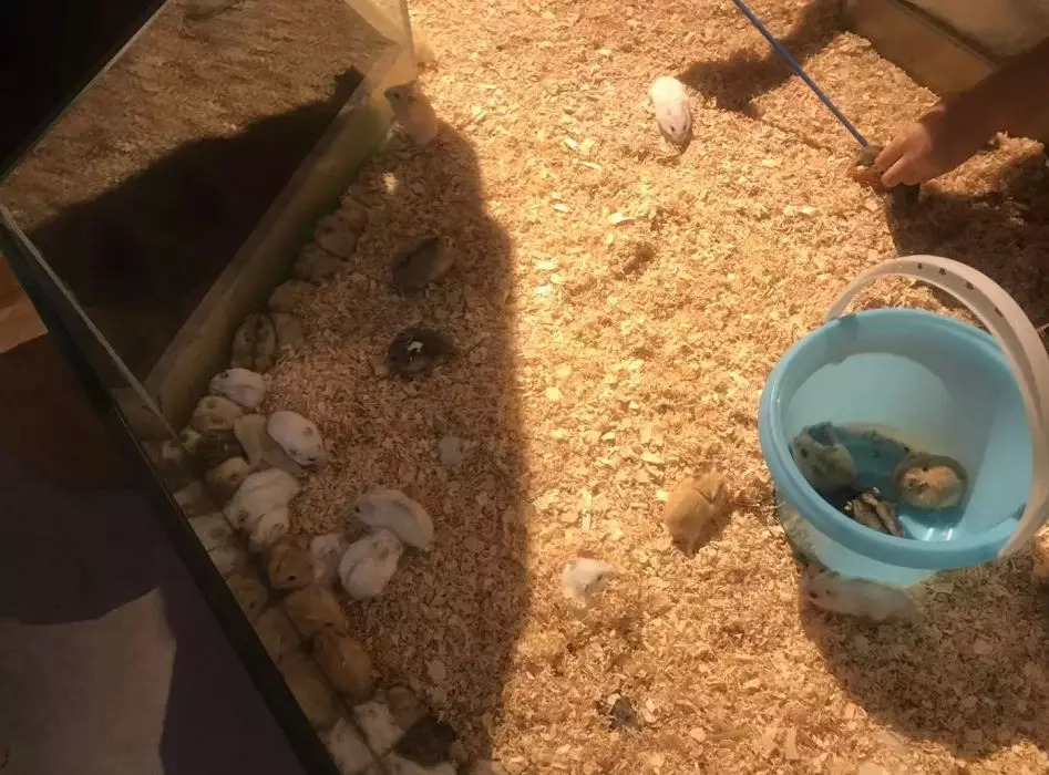 猫咖养小浣熊,小浣熊异宠