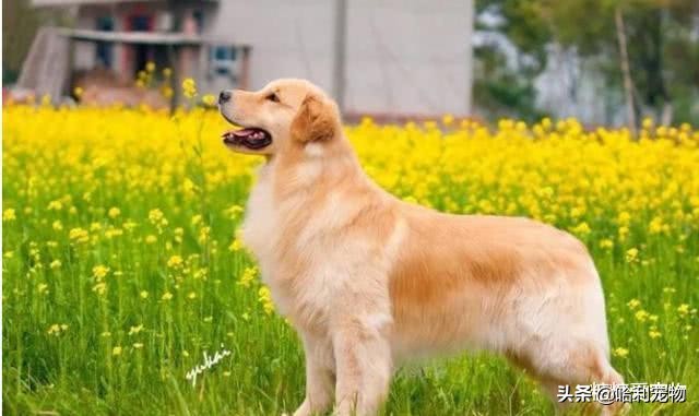 常见宠物狗类型及价格表,几种常见宠物狗的价格图片对比