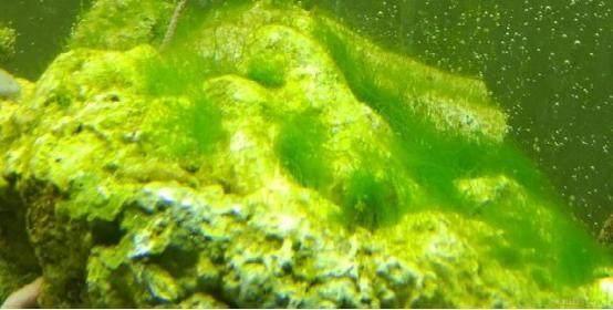 水培植物长青苔怎么处理,水培植物长青苔怎么用药物去除