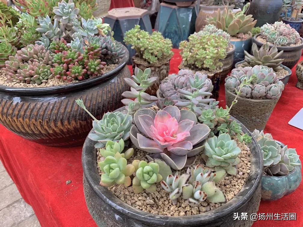 扬州盆栽花卉批发市场,扬州花木城花卉批发市场