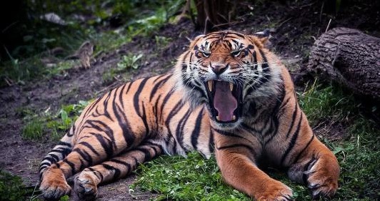 羚羊与华南虎,华南虎和藏羚羊