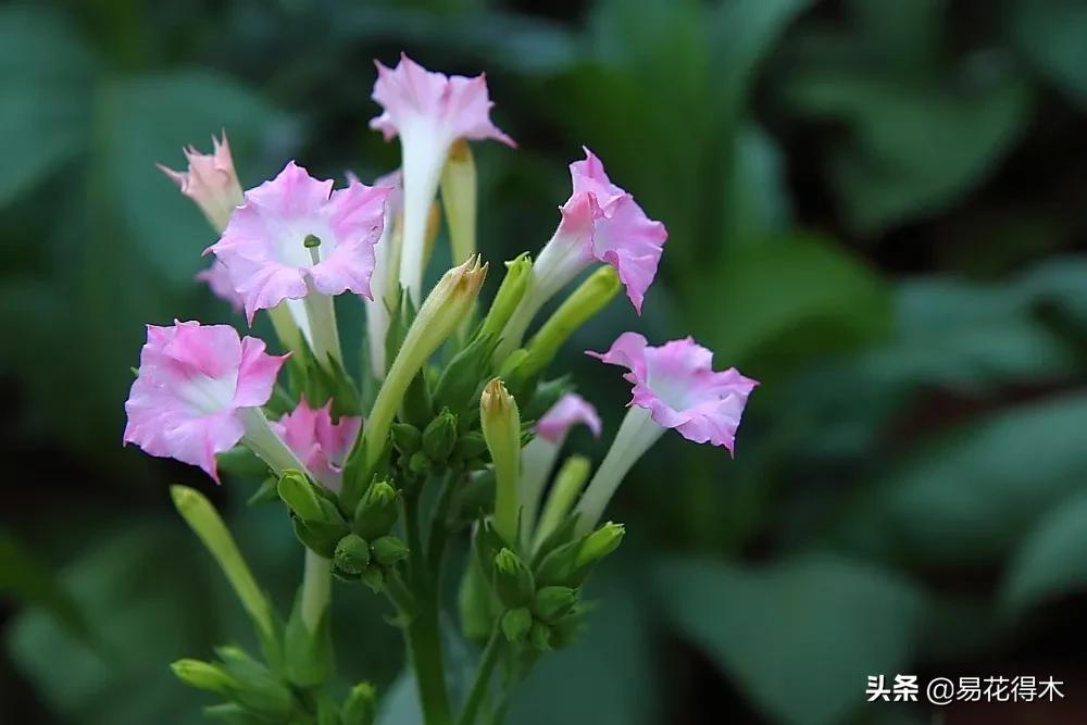 草烟跟香烟的区别,草烟是什么样子的