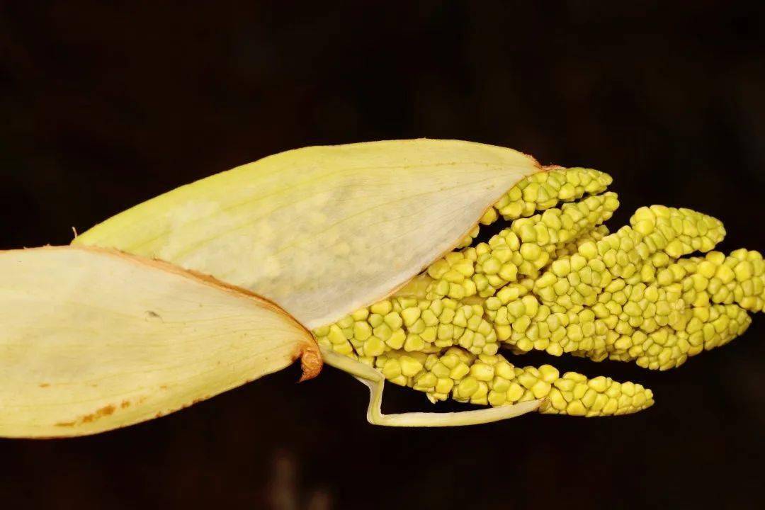 云南带毒的美食,云南带菌的美食