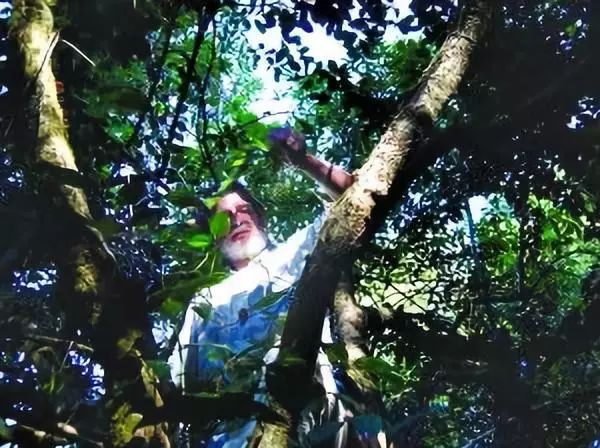 29岁不当记者，追随德国老公守护雨林，两女儿宛如天使，可不上学