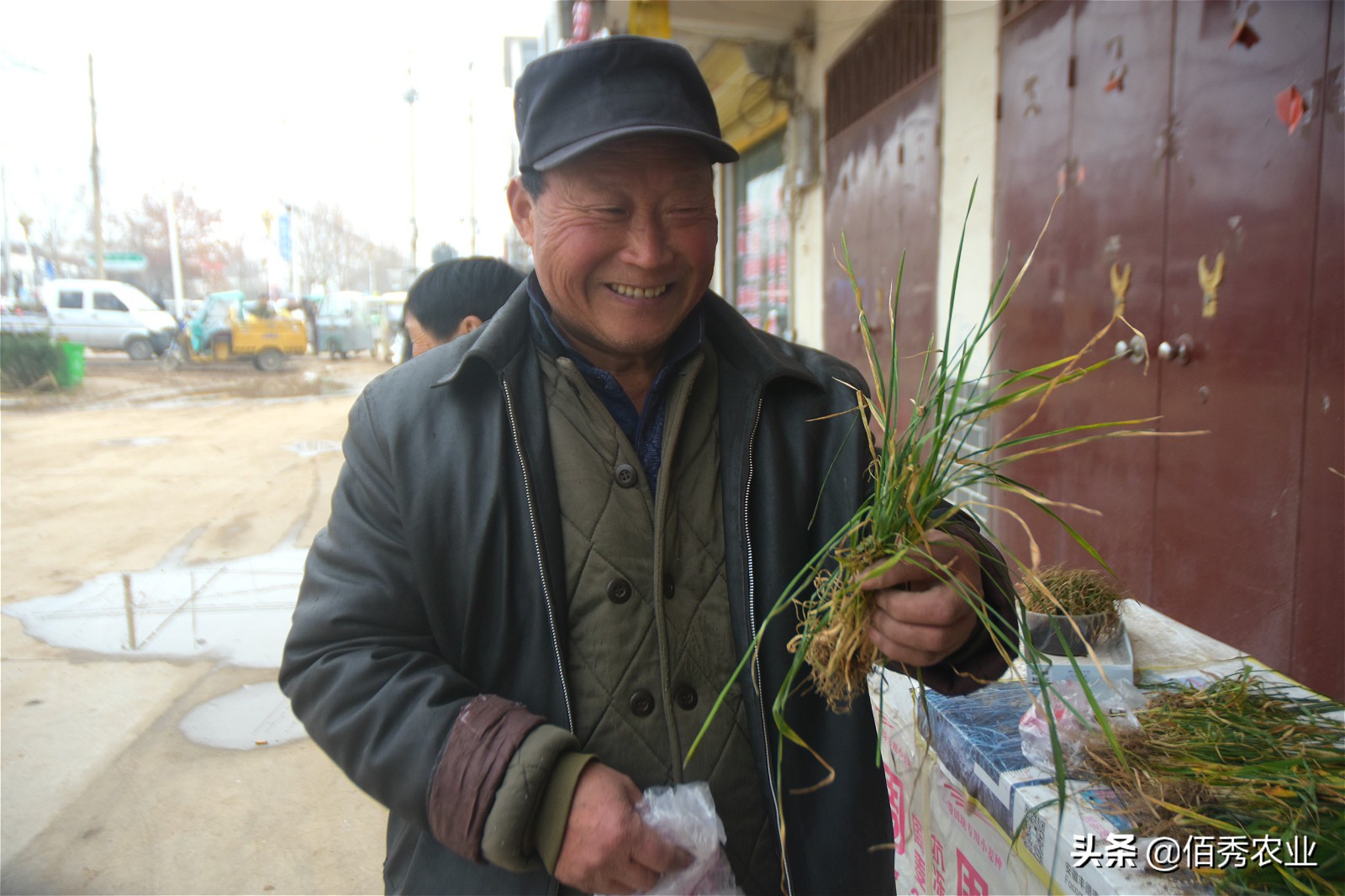 农民打工返乡，田间小麦发黄，怀疑肥料有问题，农技专家来帮忙