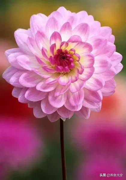 一至十二月的花期,12月到2月份的花期