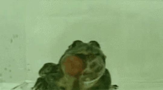 动物中毒洗胃是怎么洗的,误食有毒的动物怎么洗