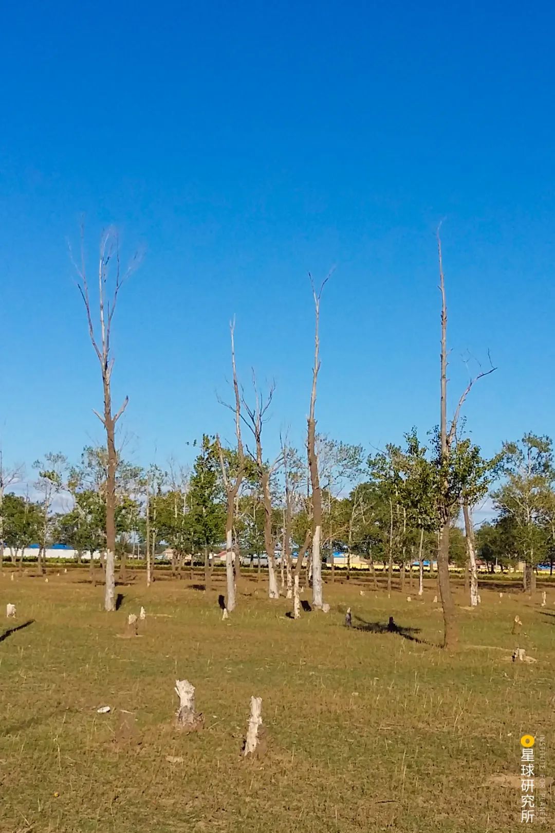 中国植树造林成果国外有什么看法,植树造林改造沙漠