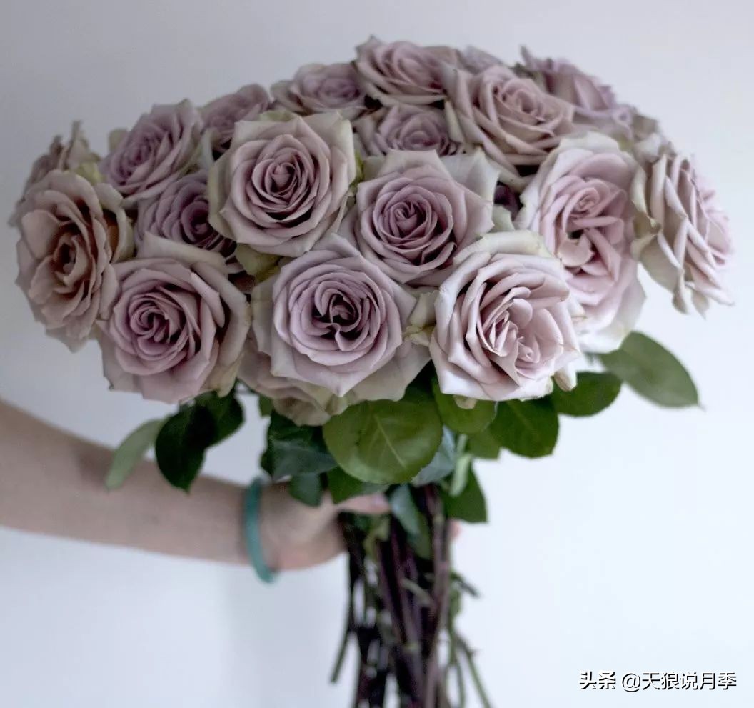 复古色月季什么品种的花好看,值得入手的复古色月季