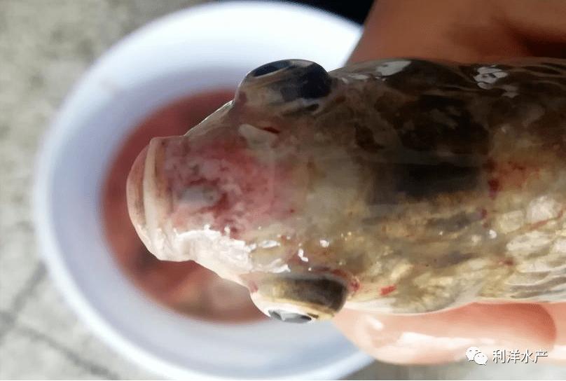 鱼得了败血症如何处理,鱼病毒性败血症的防治