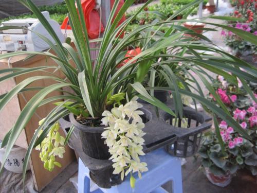 兰花的叶片又黑又绿怎么养护的,兰花变黄怎么能让叶子变绿