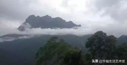 沉香和沉香树有什么区别,沉香树的沉香是哪样的