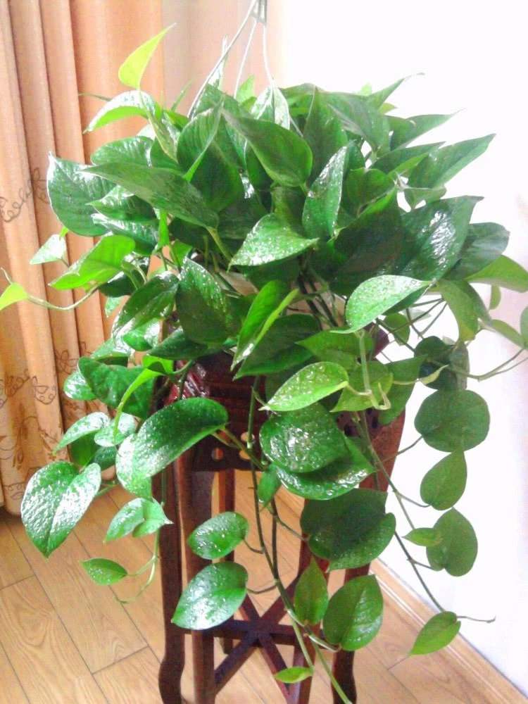 3种“喜水花”，春天多喂一点水，咕噜咕噜窜大个，特喜人