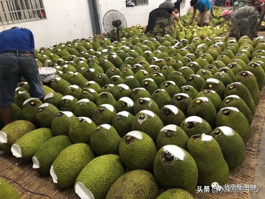 水果大王们生意经,水果生意经