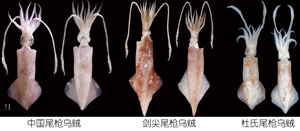 海鲜认知大全,海鲜认知大全虾