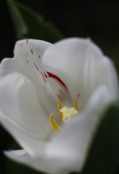 郁金香花之女王,素有花之女王之称的郁金香