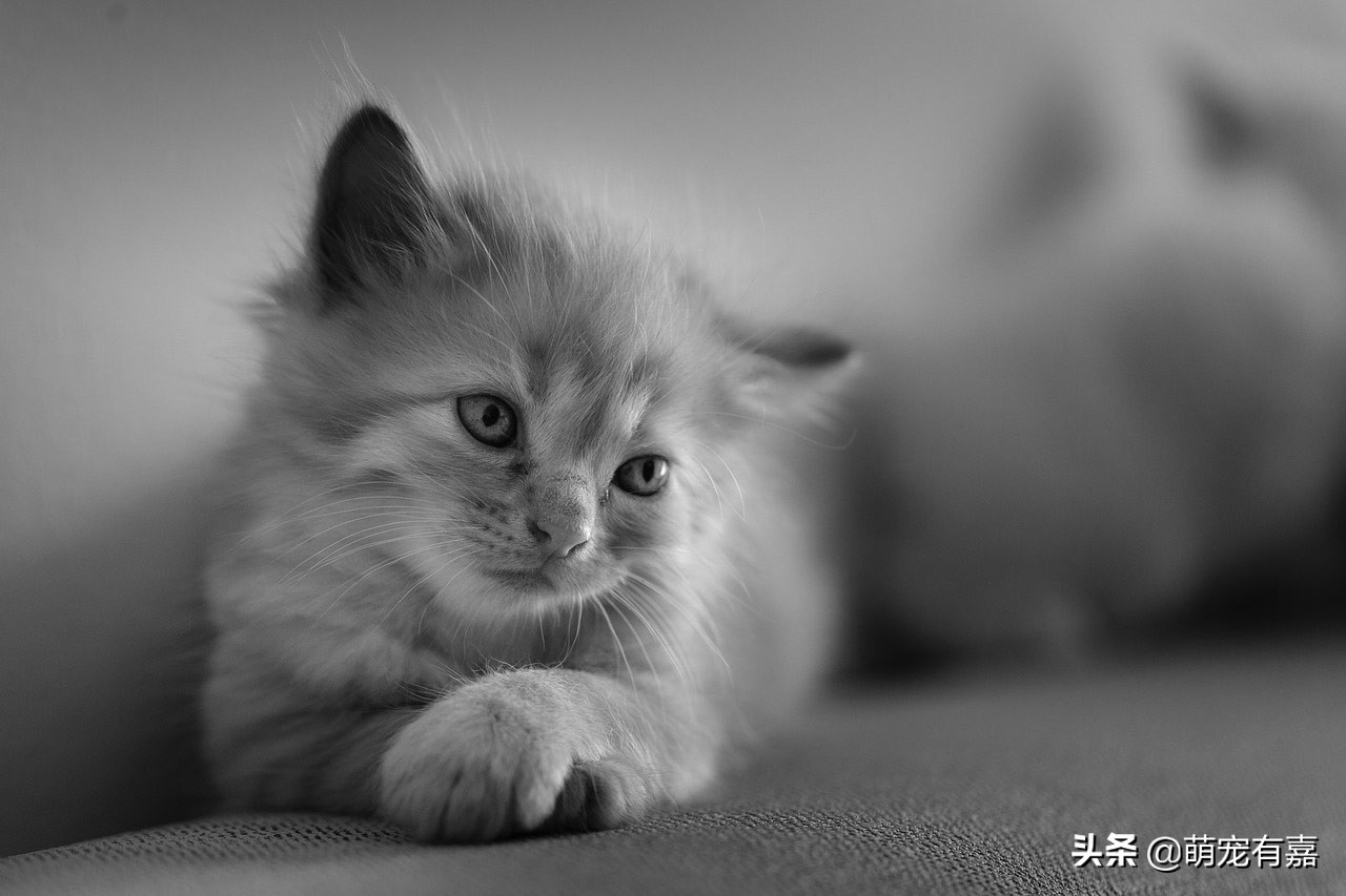 猫关节炎症状视频,猫得了关节炎怎么治