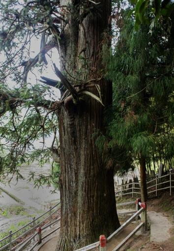 一根木材多少钱,一根2米长10公分的杉木多少钱