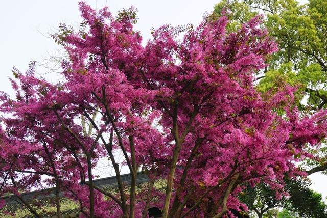红花檵木的养护方法照片,常见与红花檵木搭配的绿色植物