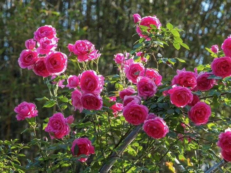 一个安徽爷爷，花1万块种出5000㎡私家花园，被评为中国最美