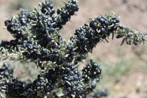 2023年全国各省黑枸杞产量,黑枸杞对土壤的要求