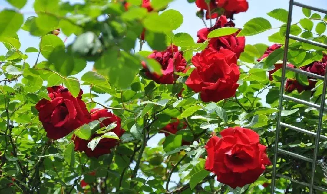 眼前一亮！6月的虹口，原来有那么多美翻了的拍照打卡地！