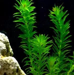 姘寸敓妞嶇墿鑺卞効,姘寸敓妞嶇墿缁挎