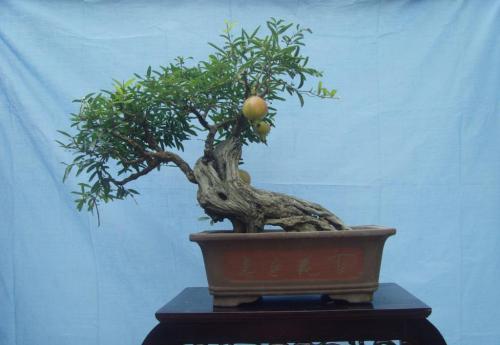 如何做出好看造型的盆景,气势磅礴的山水盆景