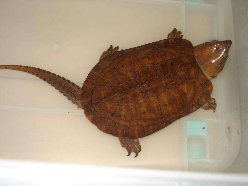 牢底坐穿系列,养一只就会坐牢,快看下你家有没有这些乌龟