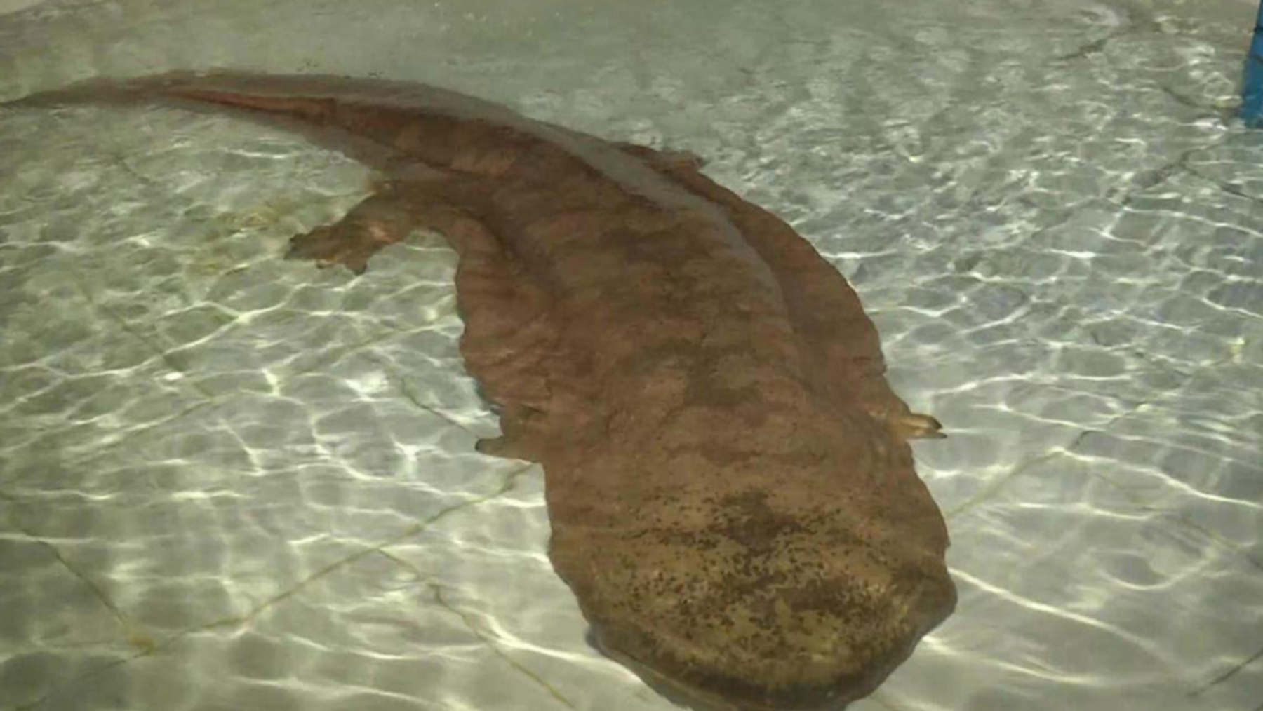 ​又是一条“致负经”，农村大叔被忽悠养娃娃鱼，一夜赔光血汗钱