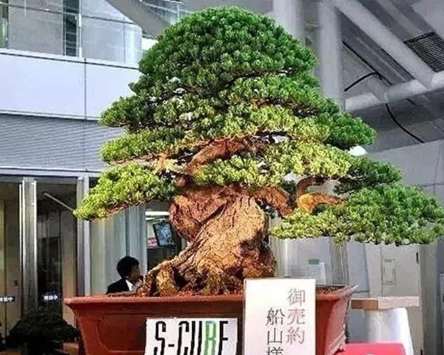 最贵的盆栽值多少钱,价格最昂贵的盆栽