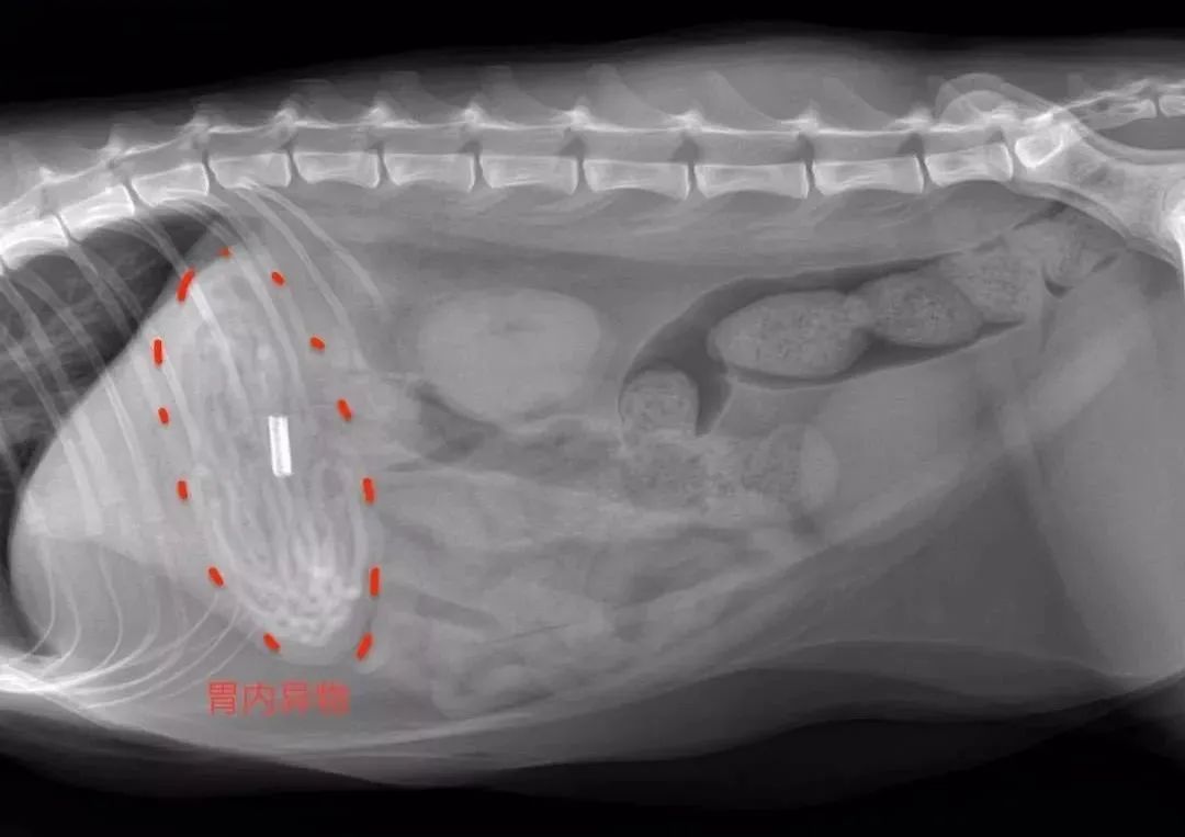 猫咪不习惯吃的表现,猫咪不为人知的用途
